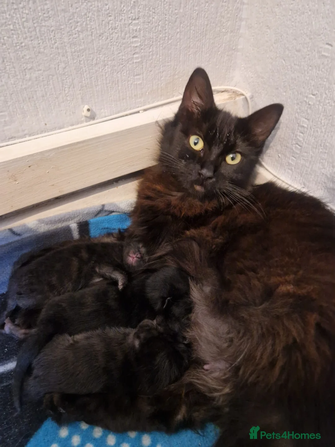 Mixed Breed cats for sale: Kittens for sale - Advert 4