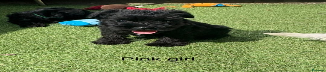 Schnoodle Puppy 4