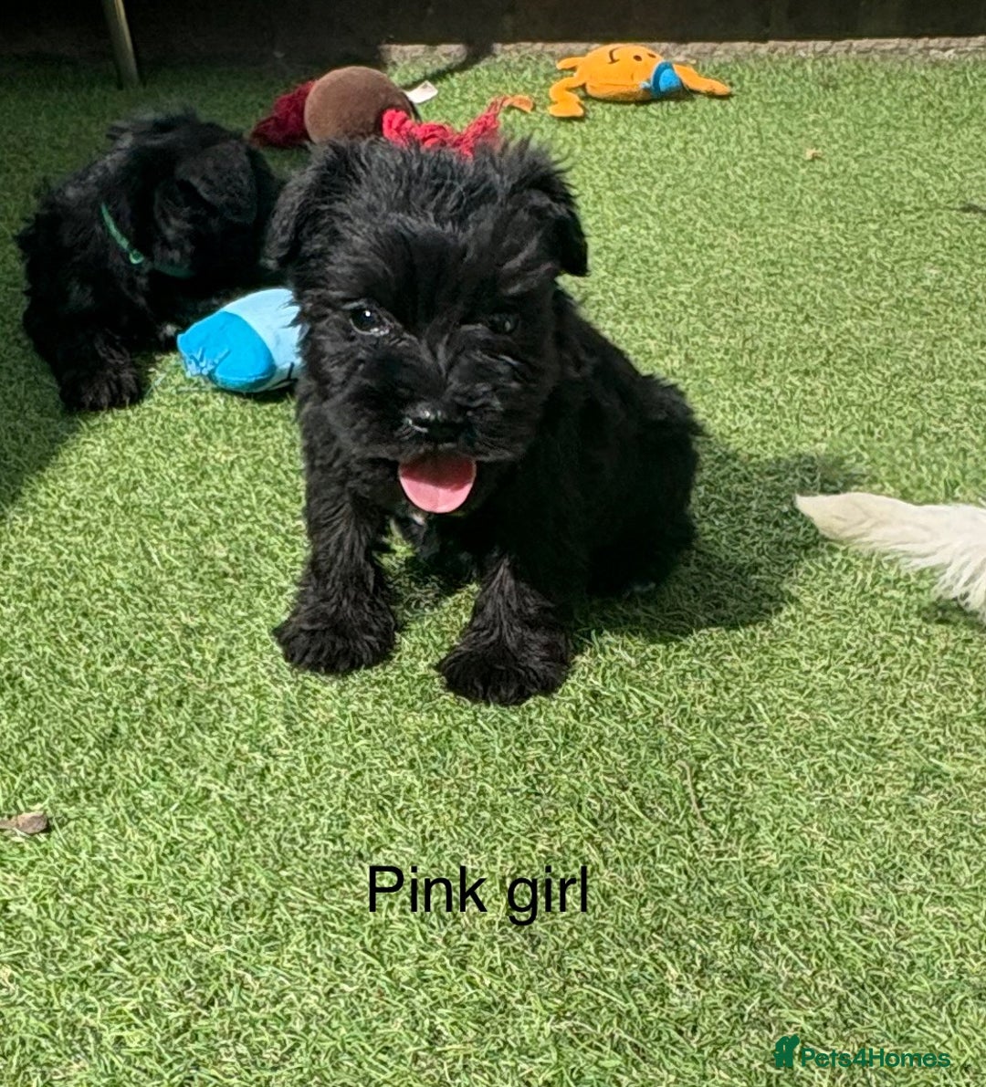 Schnoodle dogs for sale: Stunning litter of Schnoodle pups - Image 19