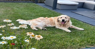 Golden Retriever dogs - Advert 7