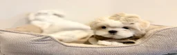 Maltese dogs for sale: 🎀 Last Tiny Korean Maltese Girl Available 🎀 - Advert 4