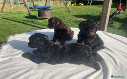 Cockapoo dogs for sale: Cockapoo Ready to leave now💕Only 1 boy left! - Image 5