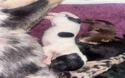 Mixed Breed dogs for sale: Chiweenie puppies for sale  - Image 4