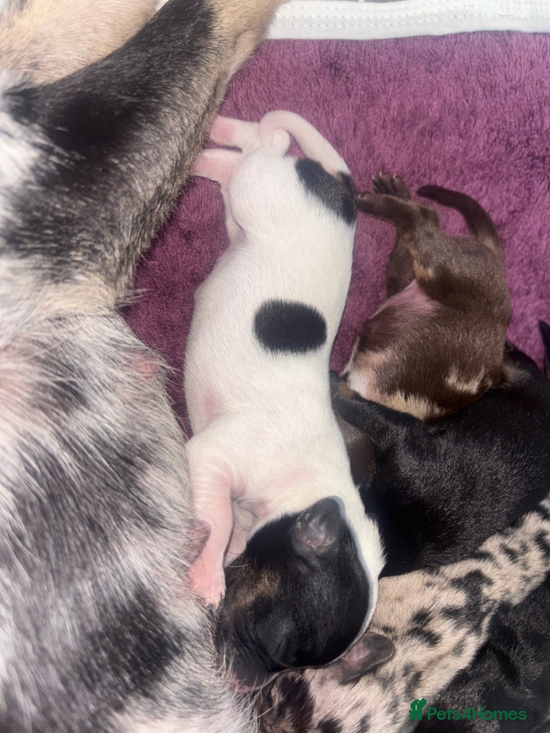 Mixed Breed dogs for sale: Chiweenie puppies for sale  - Image 4