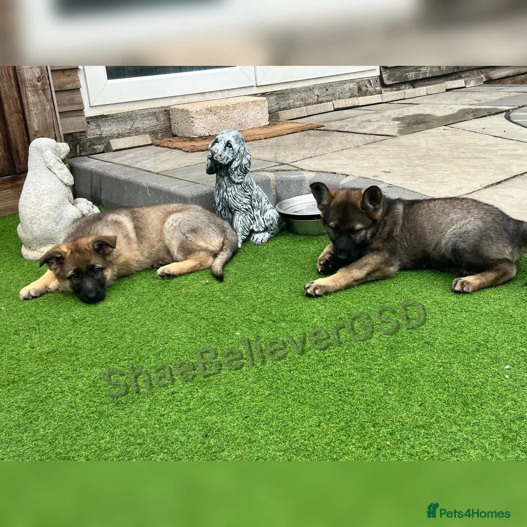 German Shepherd dogs for sale: KC Reg full health tested gorgeous pups ❤️ - Advert 1