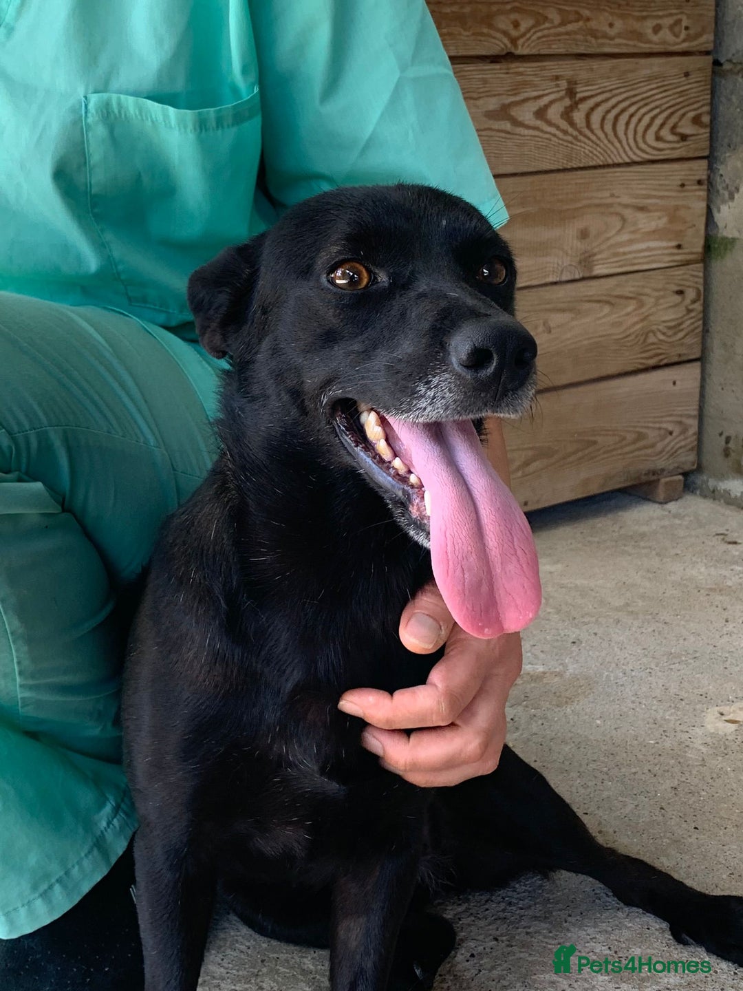 Mixed Breed dogs for adoption: Madison, 2 yrs approx. Available for adoption.. - Image 18