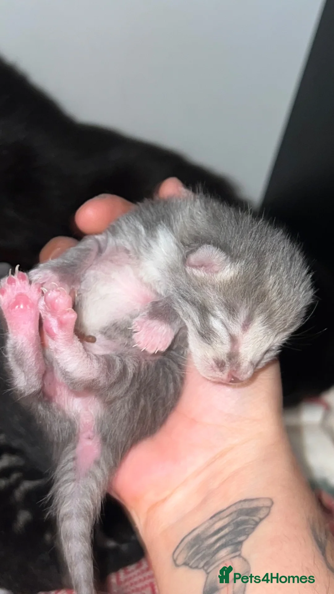 Mixed Breed cats for sale: 6 lovely kittens for adoption  - Advert 22