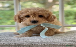 Mixed Breed dogs for sale: Teddy bear puppies - Image 14