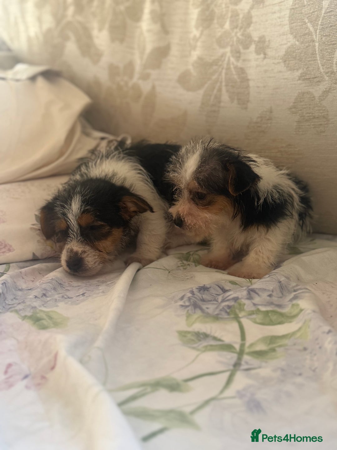 Jack Russell dogs for sale: 2 rough coat miniature jack russels - Advert 6