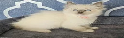 Ragdoll cats for sale: 5⭐️ Council licence held. GCCF reg kittens  - Advert 5