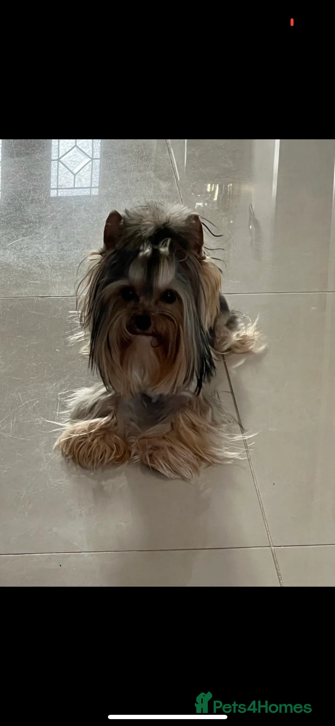 Yorkshire Terrier dogs for stud: The small stud dog 2kg in Romford - Advert 10