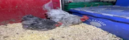 Chickens poultry for sale: Pekin pullets  - Advert 8