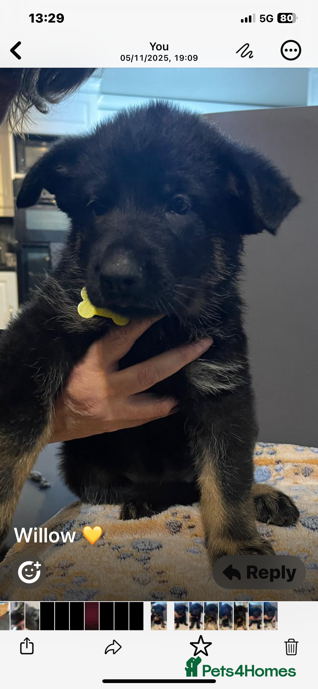 German Shepherd dogs for sale: KC Registered Big Bouncy German Shepherd Puppies - Advert 9