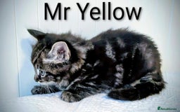 Bengal cats for sale: Beautiful Bengal x Mainecoon moggies - Image 14