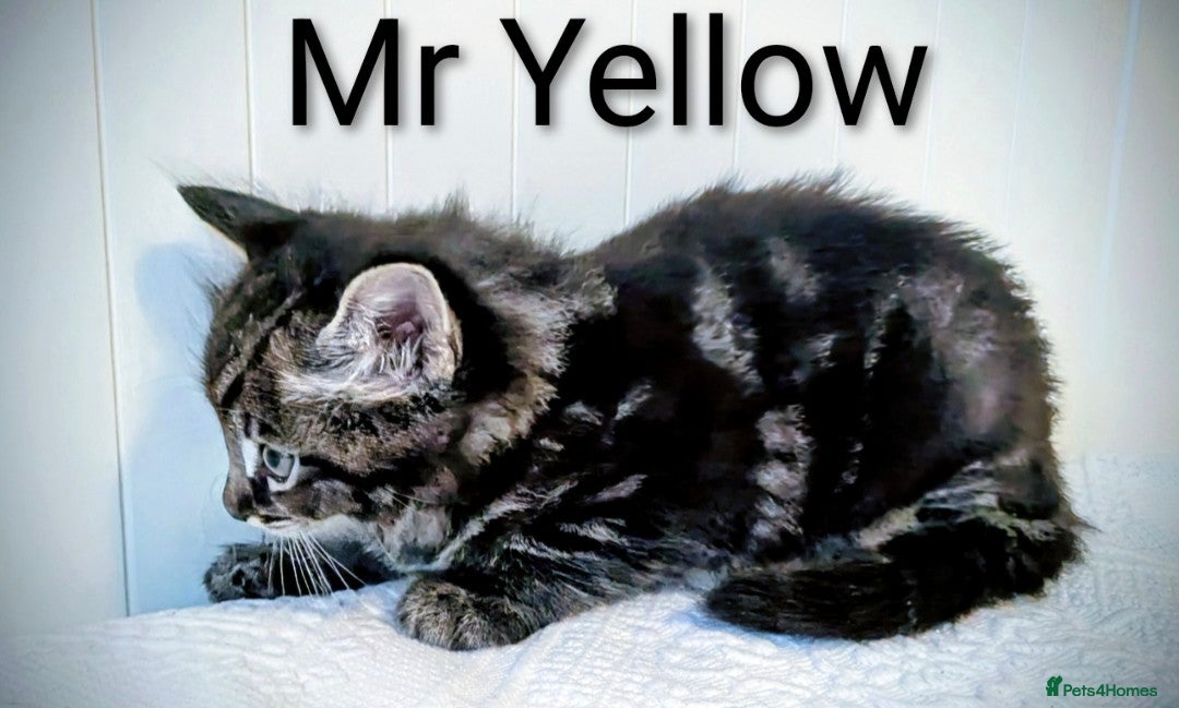 Bengal cats for sale: Beautiful Bengal x Mainecoon moggies - Image 14
