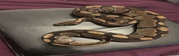 Snake reptiles for sale: Male ball python for sale  in Southminster - Advert 1