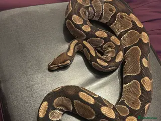 Snake reptiles Male ball python for sale in Southminster - Advert 2