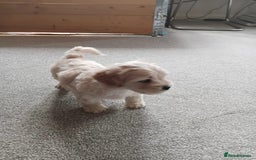 Mixed Breed dogs for sale: Gorgeous puppies for sale - Advert 13