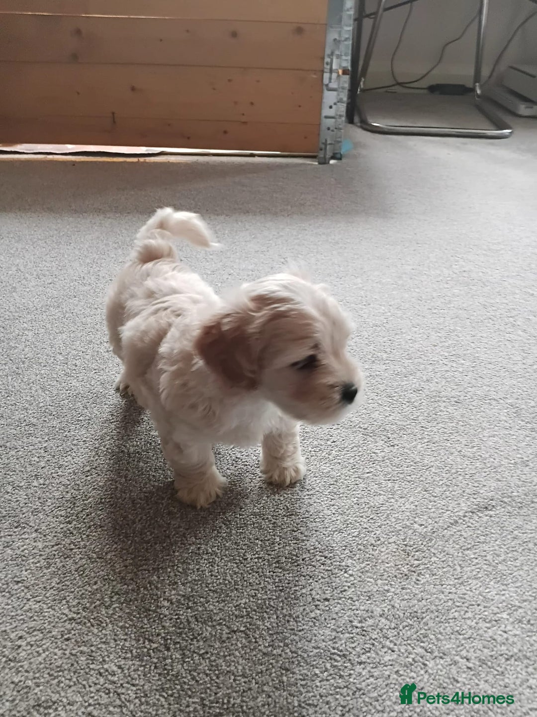 Mixed Breed dogs for sale: Gorgeous puppies for sale - Advert 13