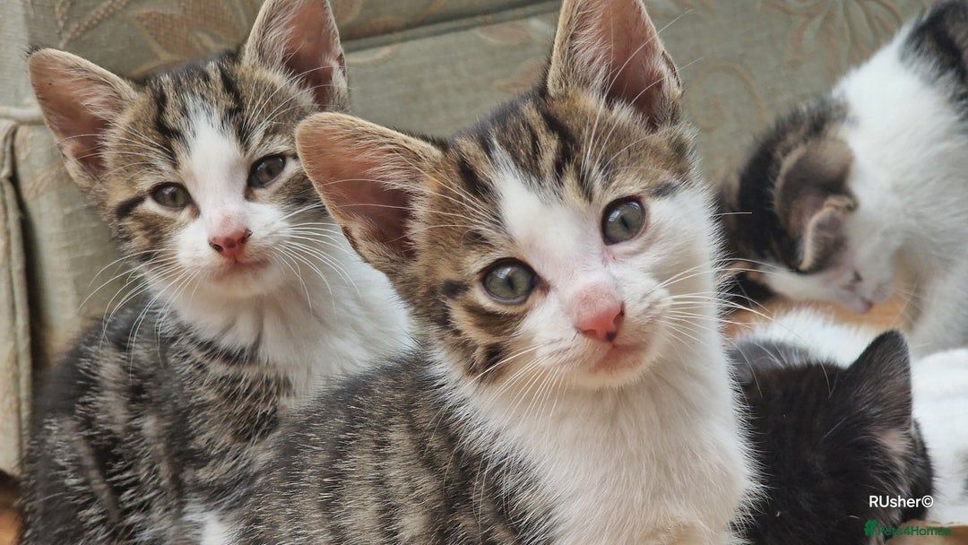 Domestic Shorthair cats for sale: Sweet Kittens *ready now* - Image 17