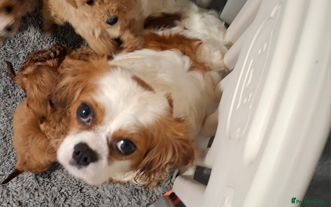 Gallery Image {{count}}