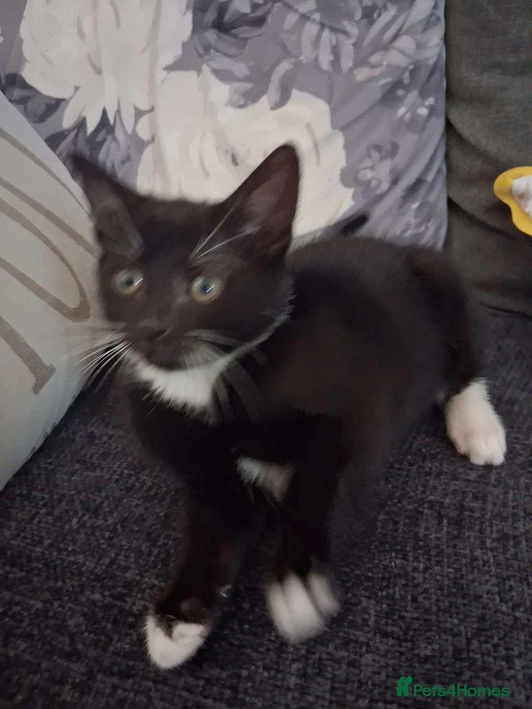 Mixed Breed cats for sale: Five beautiful kittens looking for a new home  - Advert 2