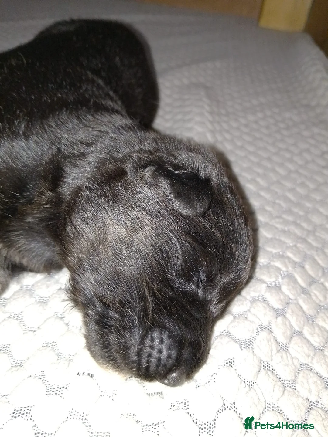 German Shepherd dogs for sale: Straight back Long coat German Shepherd pups - Advert 4