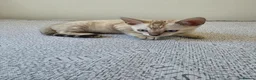 Bengal cats for sale: Snow bengal tica active - Advert 16