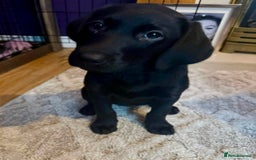 Labrador Retriever dogs for sale: Black female labrador - Image 3
