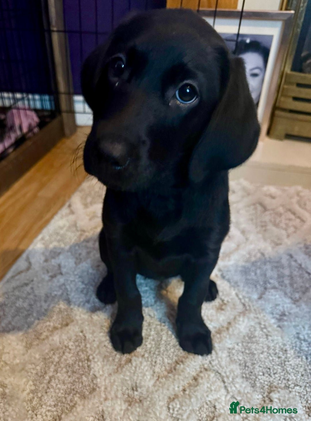 Labrador Retriever dogs for sale: Black female labrador - Image 3