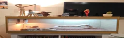 Bearded Dragon reptiles for sale: Bearded Dragon with Complete Vivarium Setup in Barnet - Advert 12