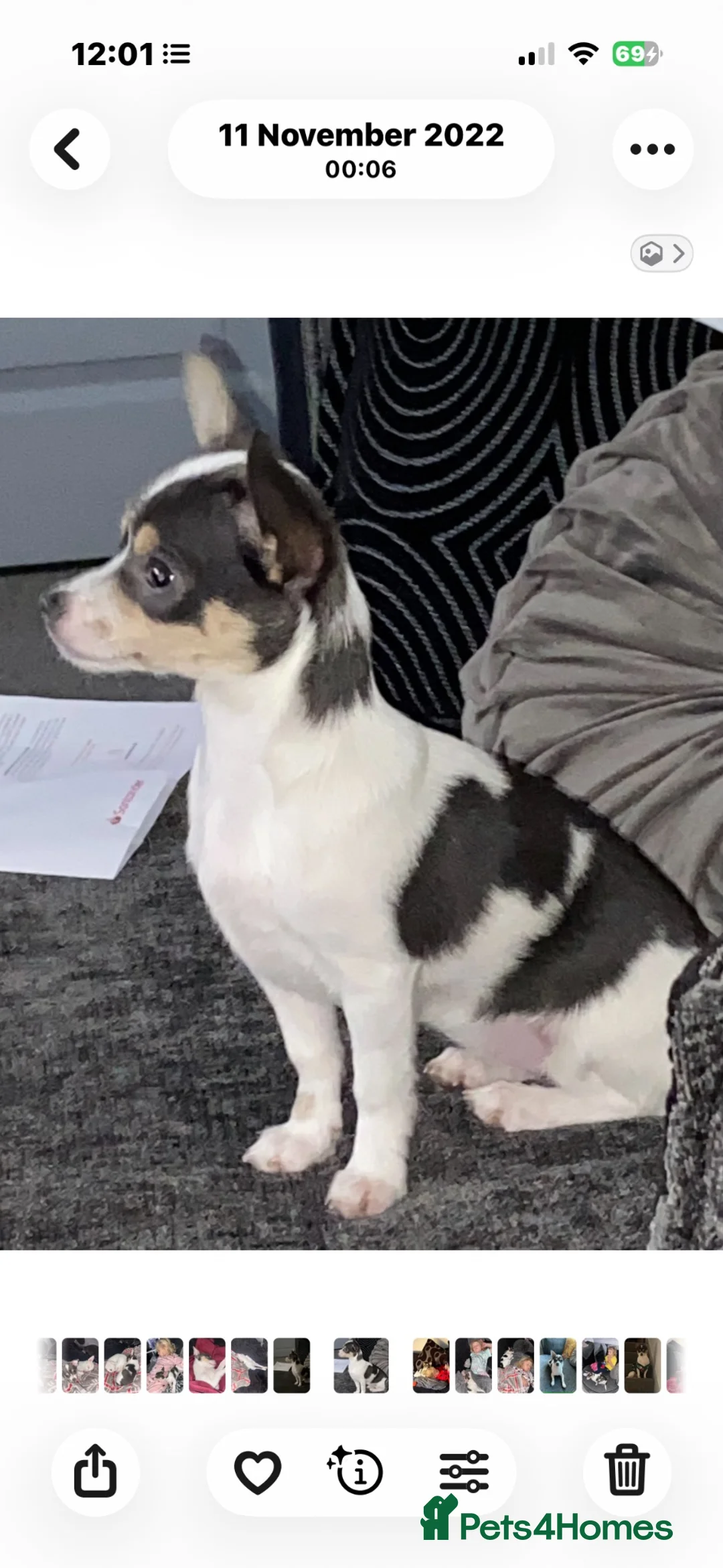 Chihuahua dogs for sale: Tiny girls  - Advert 1
