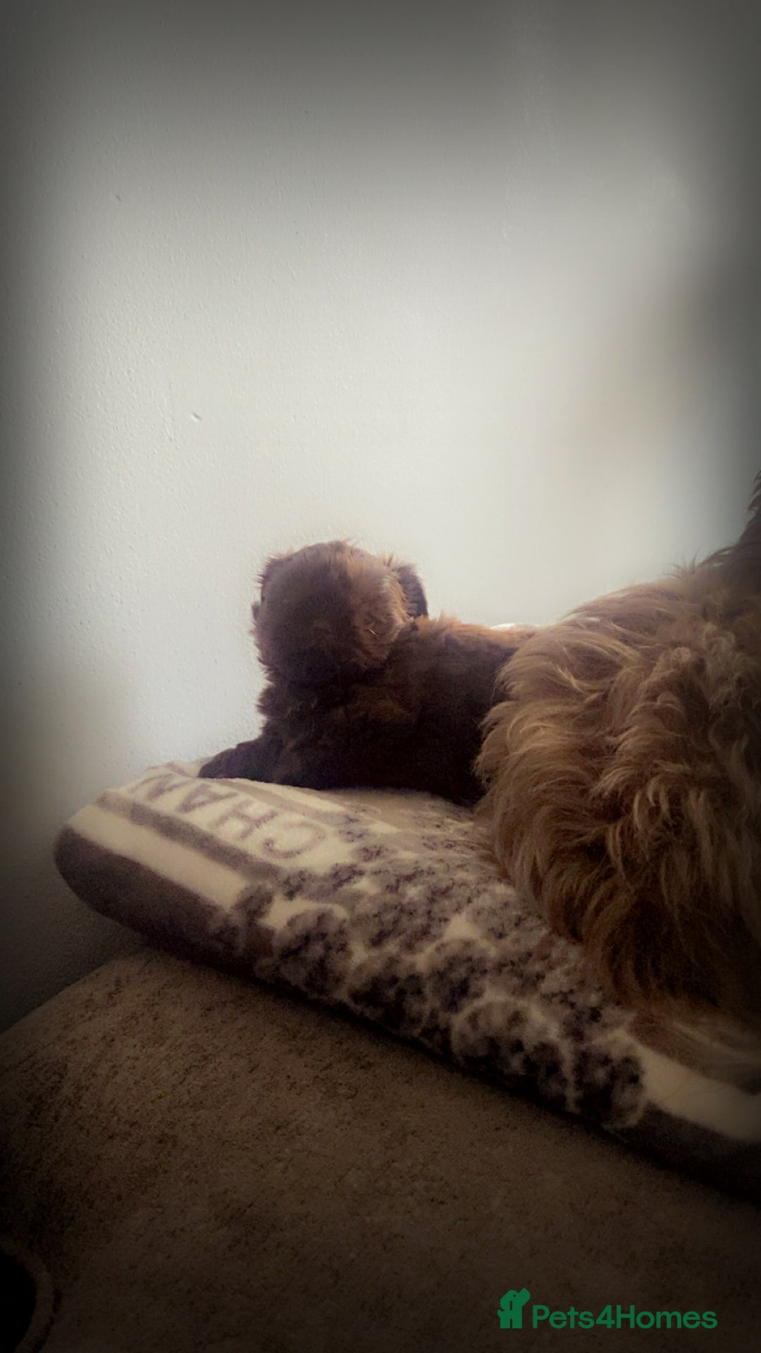Shih Tzu dogs for sale: Imperial chocolate Shih-Tzu Puppy - Image 12