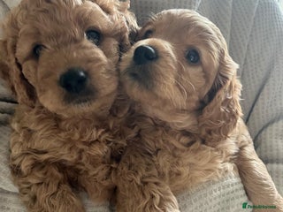 Cockapoo dogs 🌸gorgeous Cockapoo puppies - Advert 1