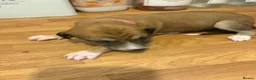 Mixed Breed dogs for sale: Lurcher x saluki puppies in Salisbury - Advert 6