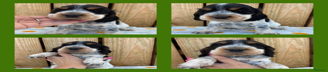 Cocker Spaniel Puppy 4