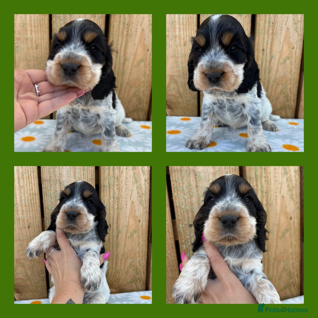 Cocker Spaniel dogs for sale: Ready 30th august import lines  - Image 5