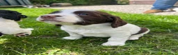 English Springer Spaniel dogs for sale: Springer spaniel puppies  in Okehampton - Advert 5
