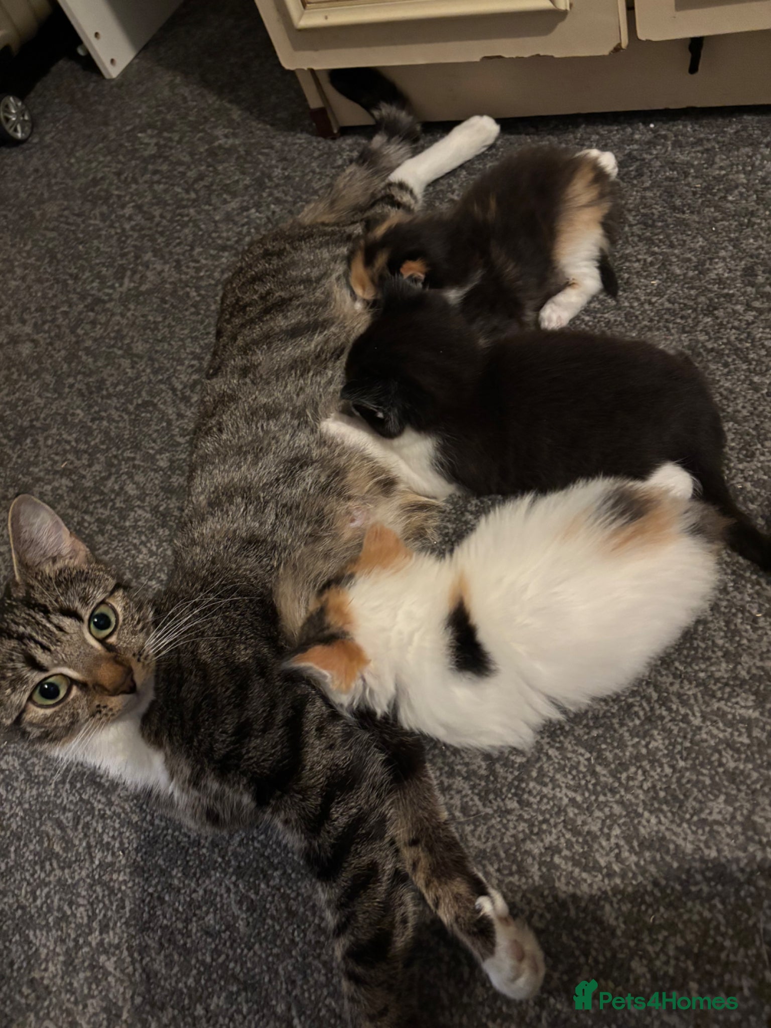Domestic Shorthair cats Kittens for sale  - Advert 2