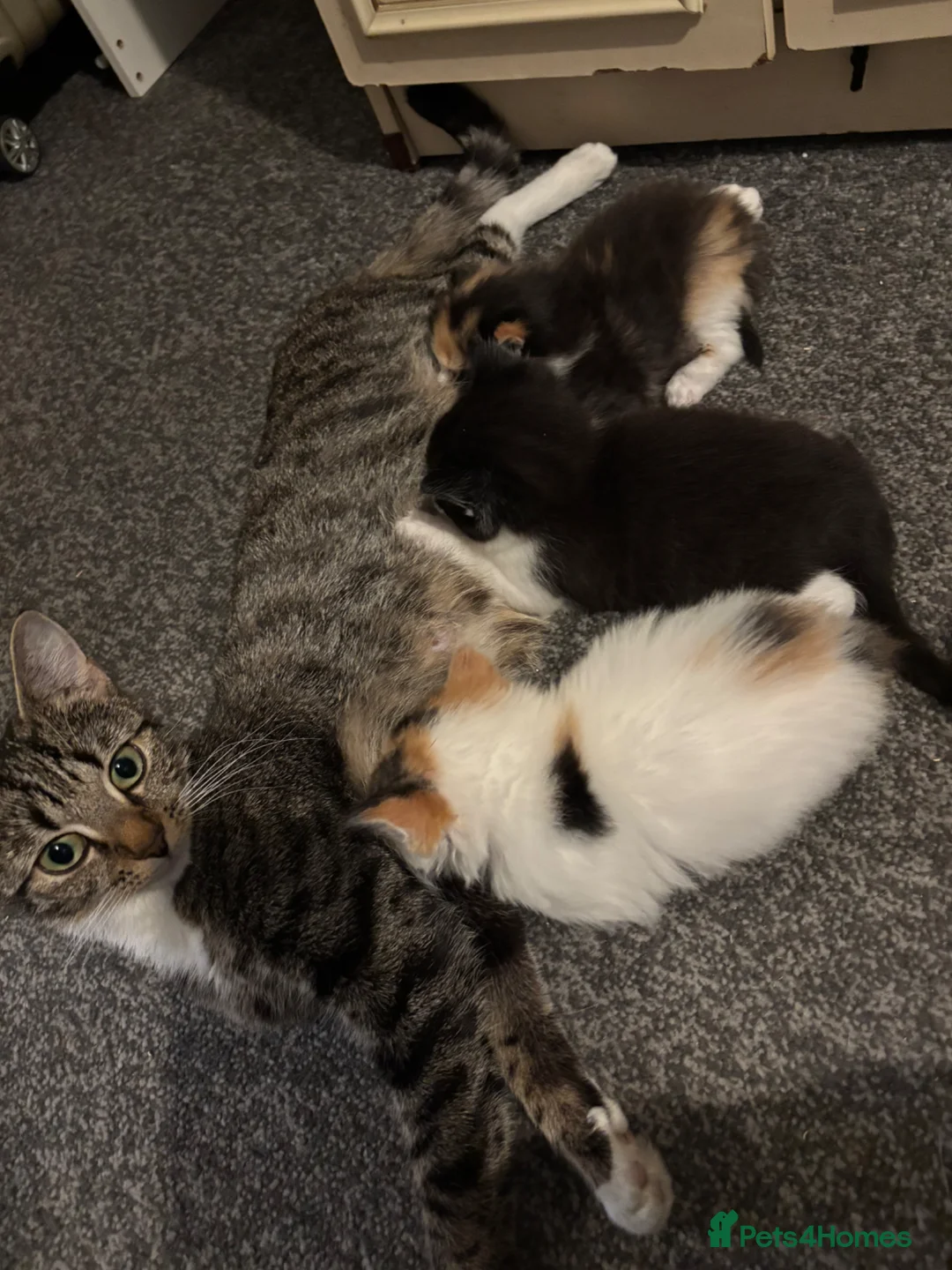 Domestic Shorthair cats for sale: Kittens for sale  - Advert 1