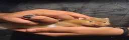 Hamster rodents for sale: 12 week old long haired Mink syrian hamster - Advert 3