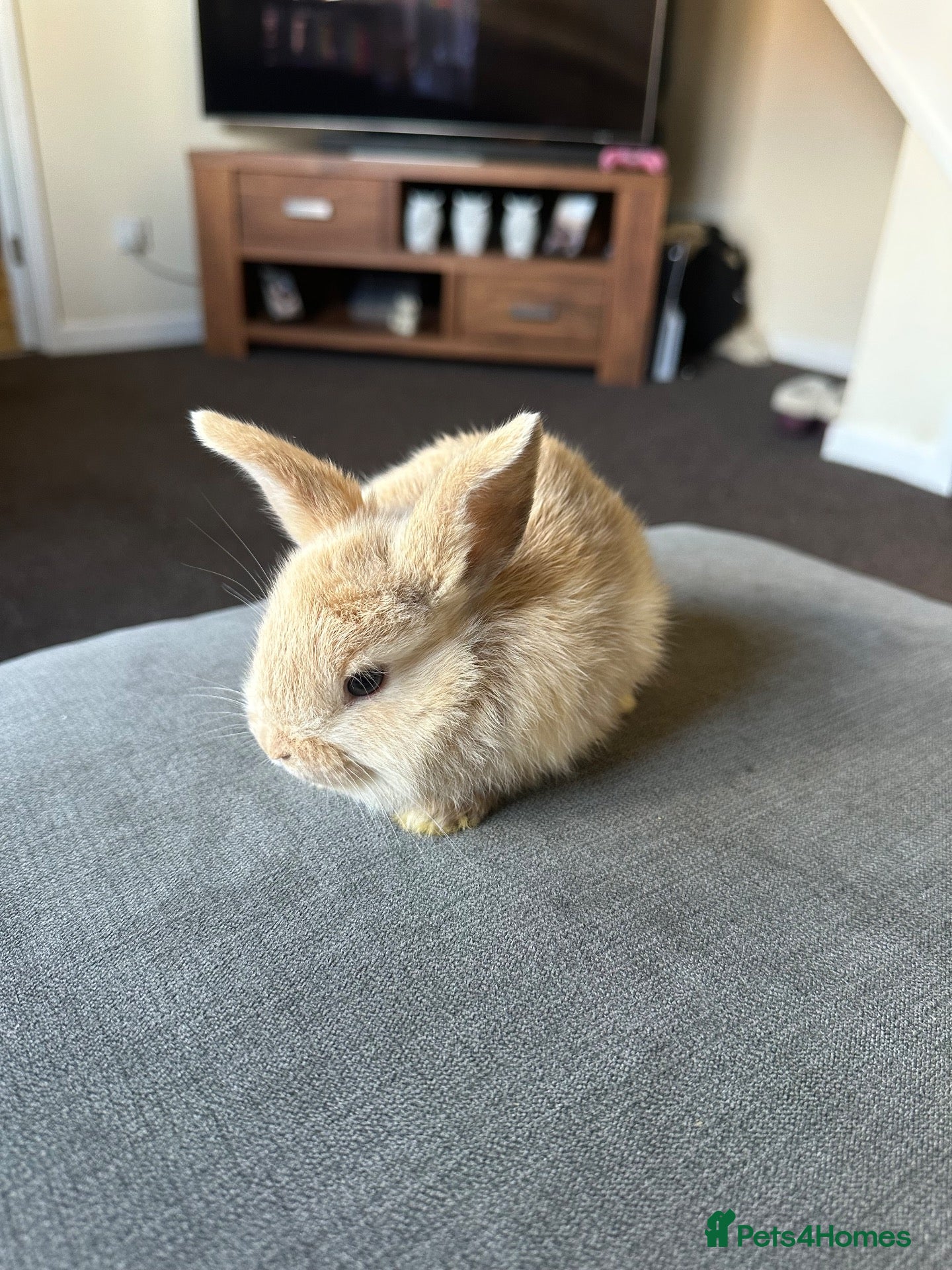 Dwarf Lop rabbits Dwarf bunnies - Advert 5