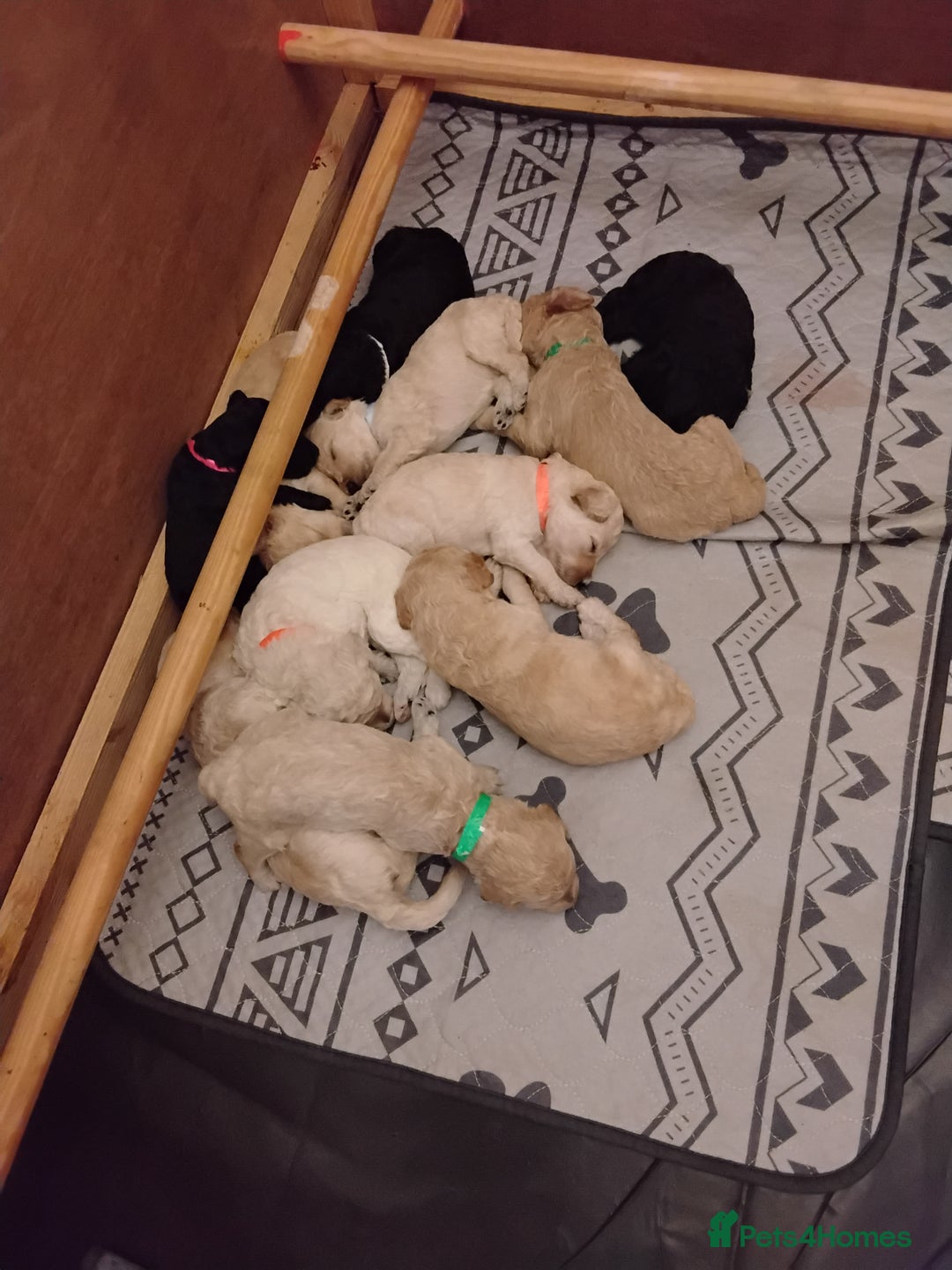 Standard Poodle dogs for sale: Quality KC Reg Standard Poodle puppies - Image 9