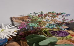 Persian cats for sale: Persian kittens - Image 8