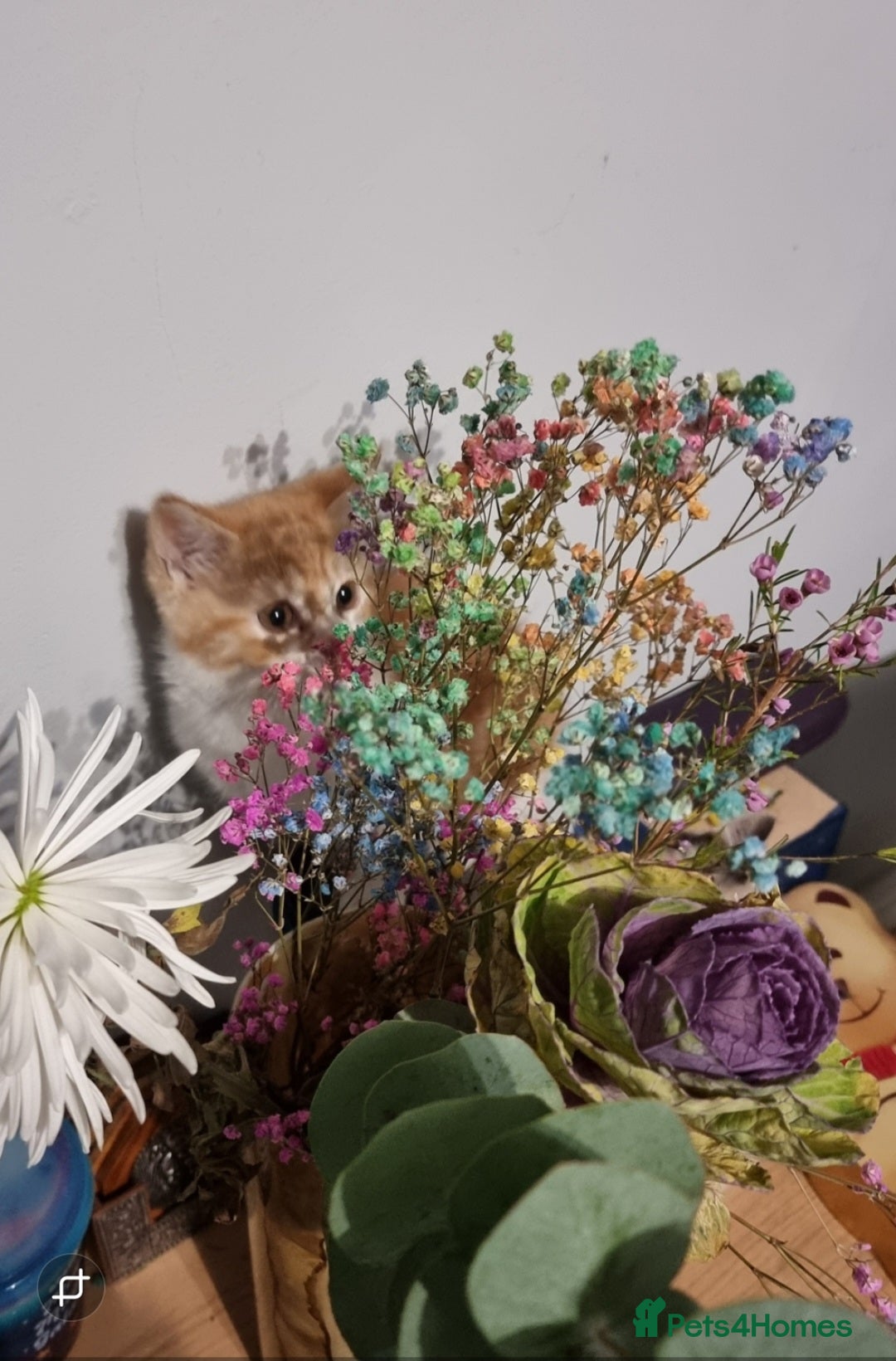 Persian cats for sale: Persian kittens - Image 8