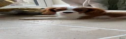 Cavalier King Charles Spaniel dogs for sale: KC registered DNA tested cavalier King Charles - Advert 1