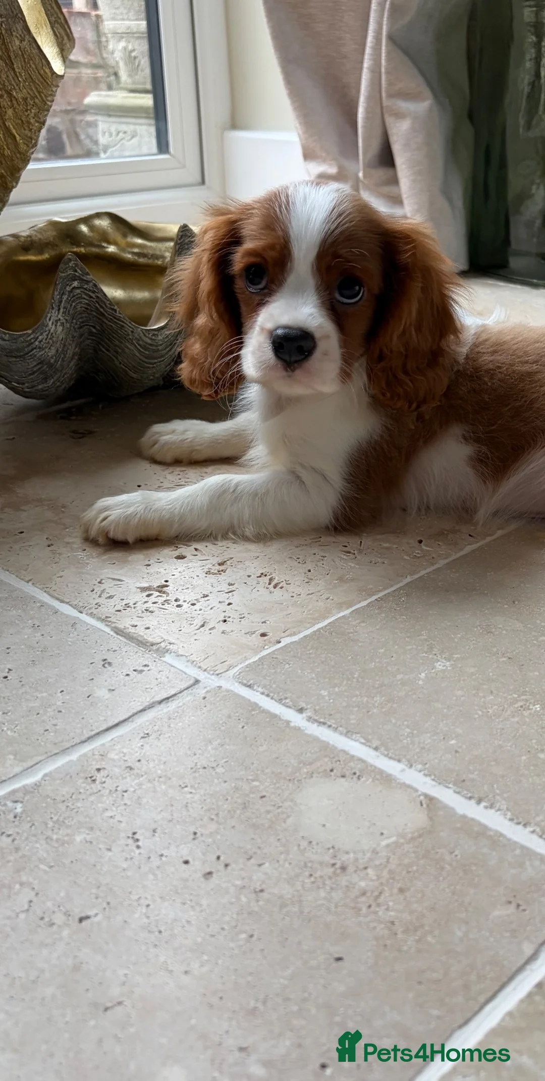 Cavalier King Charles Spaniel dogs for sale: KC registered DNA tested cavalier King Charles - Advert 1