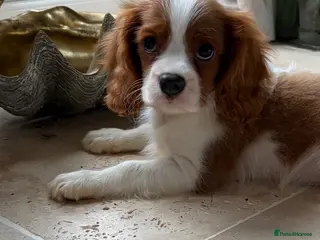 Cavalier King Charles Spaniel dogs KC registered DNA tested cavalier King Charles - Advert 5