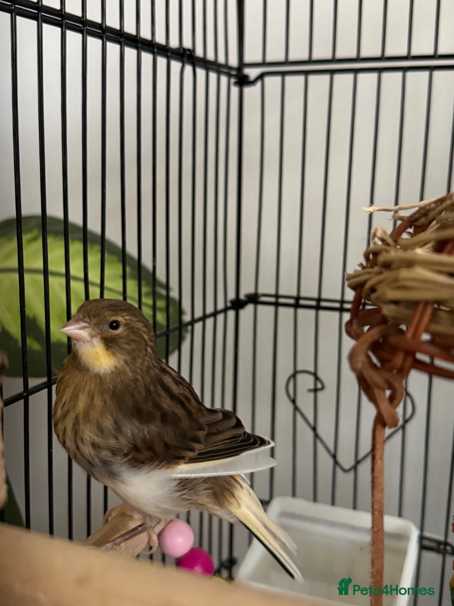 Canaries birds Beautiful young canary for sale  - Advert 3