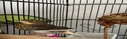 Canaries birds for sale: Beautiful young canary for sale  - Advert 1